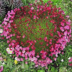 Семена цветов камнеломки Пурпурный Ковер