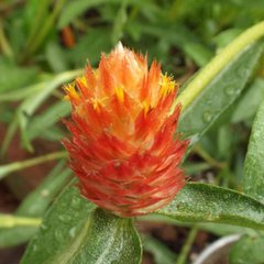 Насіння квітів гомфрени Кіс, 1000 шт, помаранчевий