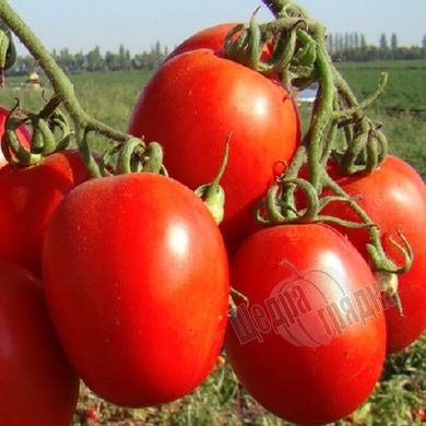 Насіння томату (помідора) Теноріо F1