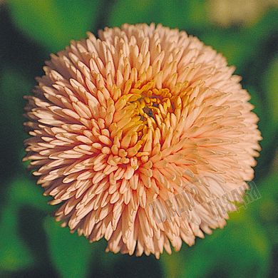Насіння квітів маргаритки Робелла, 1000 шт (драже), лососевий