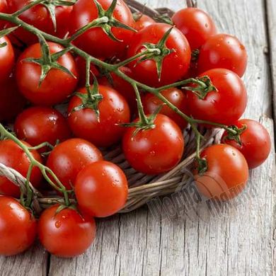 Насіння томату (помідора) Моншері F1