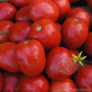 Насіння томату (помідора) Лампо F1