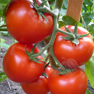 Семена томата (помидора) Гравитет F1, 10 шт