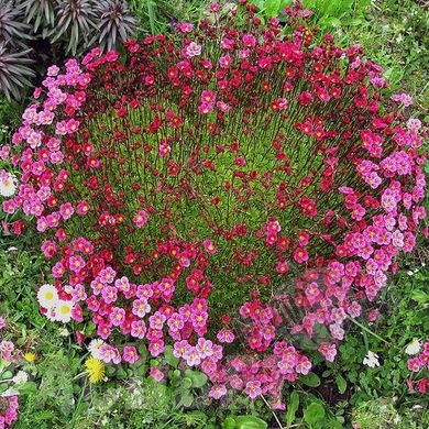 Насіння квітів ломикаменю Пурпуровий Килим