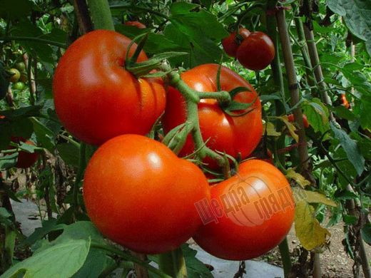 Семена томата (помидора) Бобкат F1, 10 шт