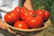 Насіння томату (помідора) Бобкат F1, 10 шт