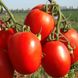 Насіння томату (помідора) Теноріо F1
