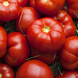 Семена томата (помидора) Гравитет F1, 10 шт