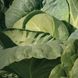 Семена белокочанной капусты Одисей F1, 2500 шт