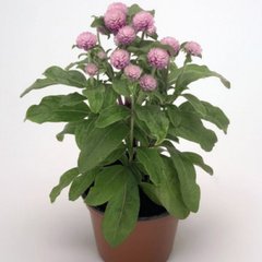 Насіння квітів гомфрени Будді, 200 шт., рожевий
