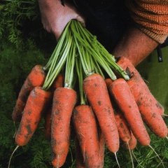 Насіння моркви Шантане Ред Кор, 500 г
