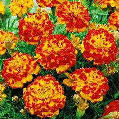 Семена цветов бархатцев Медовые Соты, 10 г, оранжево-красный