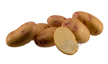 Насіння картоплі Пікассо