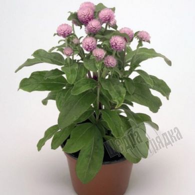 Семена цветов гомфрены Будди, 200 шт., розовый