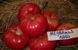 Насіння томату (помідора) Ведмежа лапа