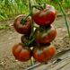 Семена томата (помидора) Бронзон F1, 5 шт