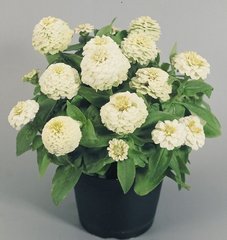 Насіння квітів цинії витонченої Цинніта F1, 100 шт, білий