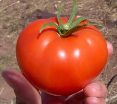 Насіння томату (помідора) Волгоградський 323 (Смачний), 0,2 г