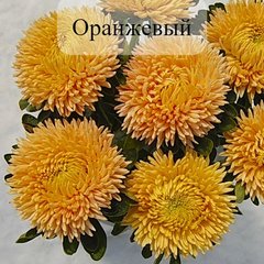 Семена цветов астры Сиринга, 1 г., оранжевый