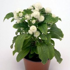 Семена цветов гомфрены Будди, 200 шт., белый