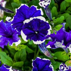 Семена цветов петунии грандифлоры Хулахуп F1, 500 шт. (драже), синий