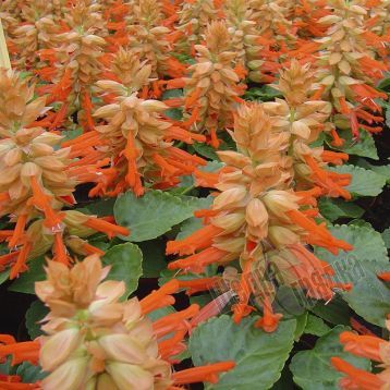 Семена цветов cальвии блестящей Редди, 100 шт, лососевый
