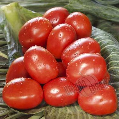 Насіння томату (помідора) Омнія F1