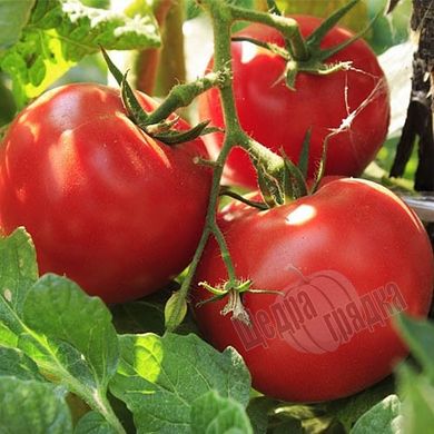 Насіння томату (помідора) Волгоградський 323 (Смачний), 0,2 г