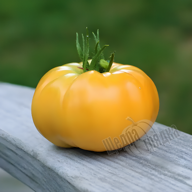 Семена томата (помидора) Микадо желтый, 0,1 г