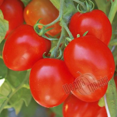 Насіння томату (помідора) Омнія F1