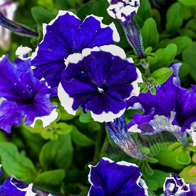 Насіння квітів петунії грандіфлори Хулахуп F1, 500 шт. (драже), синій