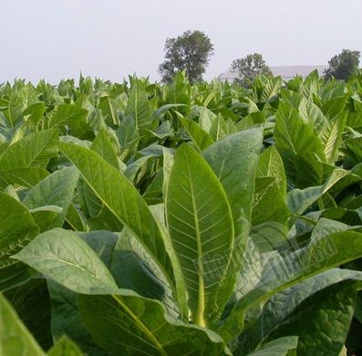 Семена табака кубинского Гавана