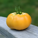 Насіння томату (помідора) Мікадо жовтий, 0,1 г