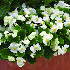 Насіння квітів бегонії вічноквітучої Бада Бінг F1, 200 шт., білий