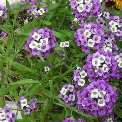 Семена цветов алиссума Фиолетовый король
