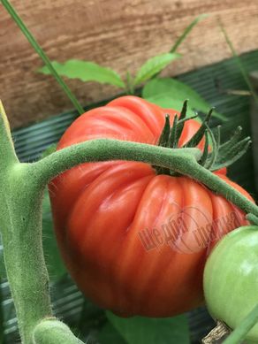 Насіння томату (помідора) Річіоло F1
