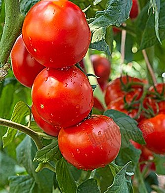 Семена томата (помидора) Беллавиза F1