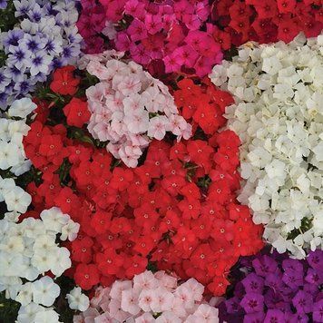 Семена цветов флокса друммонда Этни, 100 шт, смесь