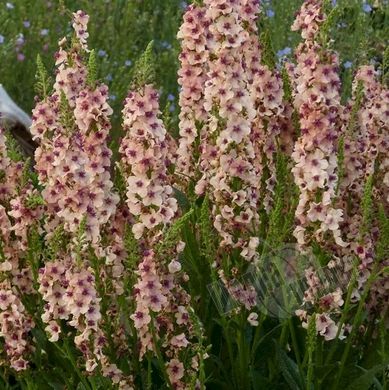 Насіння квітів вербаскуму (коровяку) Southern Charm (Саузен Шарм), 25 шт.