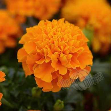Насіння квітів чорнобривців Хот Пак, 1000 шт, помаранчевий
