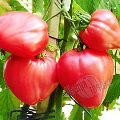 Насіння томату (помідора) Волове серце рожевий