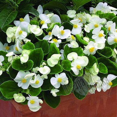 Насіння квітів бегонії вічноквітучої Бада Бінг F1, 200 шт., білий