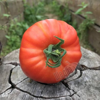 Семена томата (помидора) Ричиоло F1