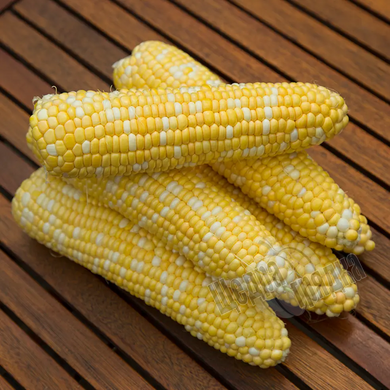 Семена кукурузы Ракель F1, 50 000 шт
