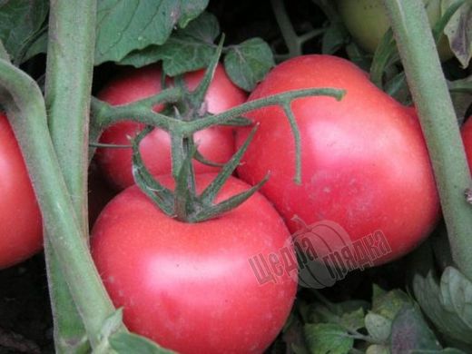Насіння томату (помідора) Пінк Буш F1