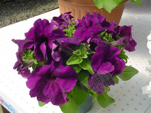 Насіння квітів петунії грандіфлори Лімбо F1, 250 шт (драже), темно-пурпуровий