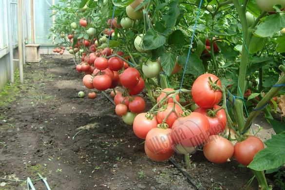 Насіння томату (помідора) Пінк Буш F1