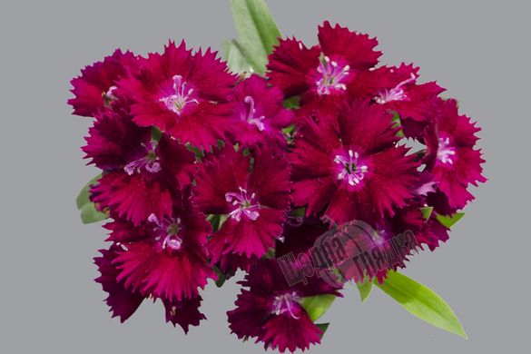 Насіння квітів гвоздики Чібо F1, 100 шт, фіолетовий