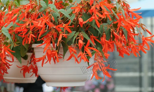 Насіння квітів бегонії болівійської Копакабана F1, 100 шт (драже), помаранчевий