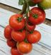 Насіння томату (помідора) Беллавіза F1